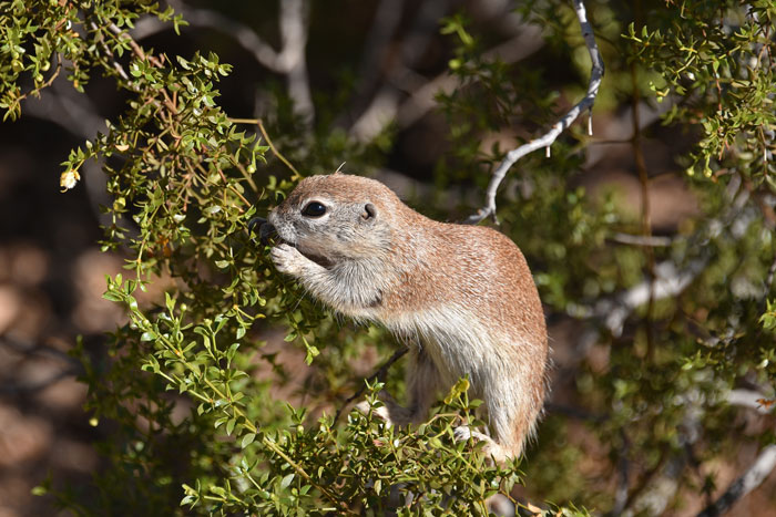 Creosote Bush; A young of the year Round Tailed Ground Squirrel, (Xerospermophilus tereticaudus), searches for and eats delicious seeds on the Creosote. The plants provide shade and food for many mammals, birds and insects. Larrea tridentata 
